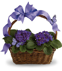 Violets And Butterflies from Martinsville Florist, flower shop in Martinsville, NJ